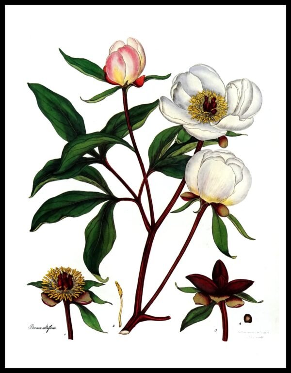ALP F12083 Paeonia Albiflora (Antique Prints)